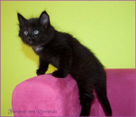 Faramir von den Norwegischen Waldkatzen von Ruwenda