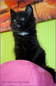 Faramir von den Norwegischen Waldkatzen von Ruwenda