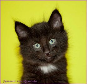 Faramir von den Norwegischen Waldkatzen von Ruwenda