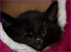 Faramir von den Norwegischen Waldkatzen von Ruwenda