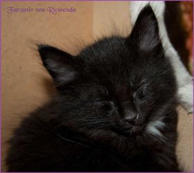 Faramir von den Norwegischen Waldkatzen von Ruwenda