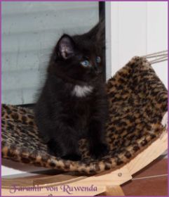 Faramir von den Norwegischen Waldkatzen von Ruwenda