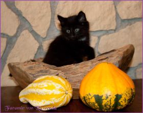 Faramir von den Norwegischen Waldkatzen von Ruwenda