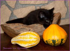 Faramir von den Norwegischen Waldkatzen von Ruwenda