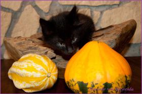 Faramir von den Norwegischen Waldkatzen von Ruwenda