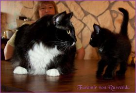 Faramir von den Norwegischen Waldkatzen von Ruwenda