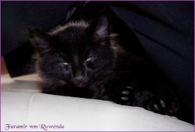 Faramir von den Norwegischen Waldkatzen von Ruwenda