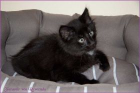 Faramir von den Norwegischen Waldkatzen von Ruwenda