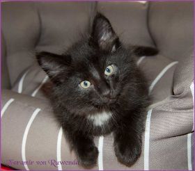 Faramir von den Norwegischen Waldkatzen von Ruwenda