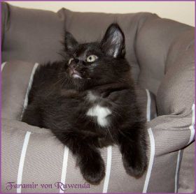 Faramir von den Norwegischen Waldkatzen von Ruwenda