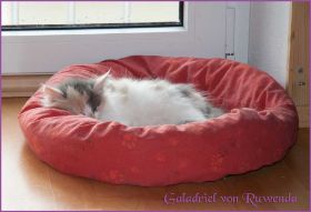 Galadriel von den Norwegischen Waldkatzen von Ruwenda