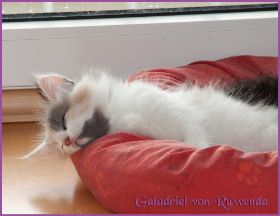 Galadriel von den Norwegischen Waldkatzen von Ruwenda