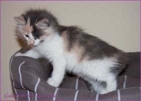 Galadriel von den Norwegischen Waldkatzen von Ruwenda