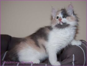 Galadriel von den Norwegischen Waldkatzen von Ruwenda