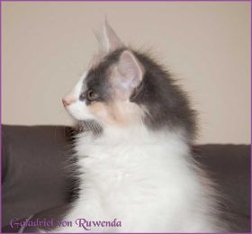 Galadriel von den Norwegischen Waldkatzen von Ruwenda