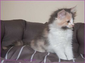 Galadriel von den Norwegischen Waldkatzen von Ruwenda