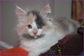 Galadriel von den Norwegischen Waldkatzen von Ruwenda