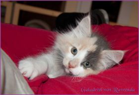 Galadriel von den Norwegischen Waldkatzen von Ruwenda