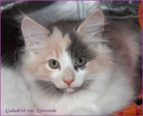 Galadriel von den Norwegischen Waldkatzen von Ruwenda