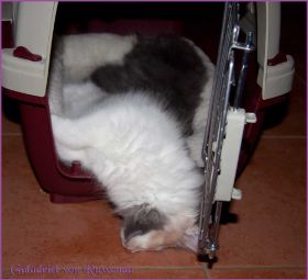 Galadriel von den Norwegischen Waldkatzen von Ruwenda