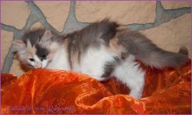 Galadriel von den Norwegischen Waldkatzen von Ruwenda