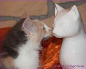 Galadriel von den Norwegischen Waldkatzen von Ruwenda