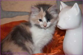 Galadriel von den Norwegischen Waldkatzen von Ruwenda