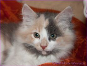 Galadriel von den Norwegischen Waldkatzen von Ruwenda