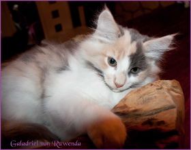 Galadriel von den Norwegischen Waldkatzen von Ruwenda