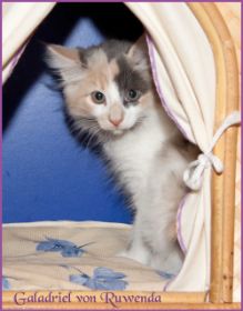 Galadriel von den Norwegischen Waldkatzen von Ruwenda