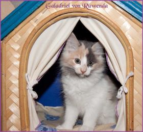 Galadriel von den Norwegischen Waldkatzen von Ruwenda