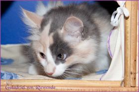 Galadriel von den Norwegischen Waldkatzen von Ruwenda