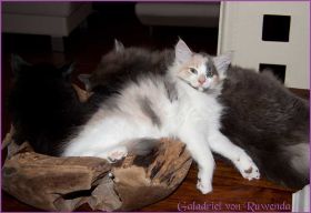 Galadriel von den Norwegischen Waldkatzen von Ruwenda