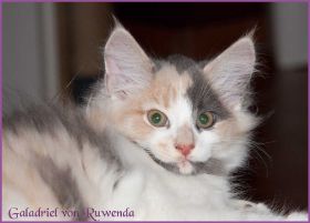 Galadriel von den Norwegischen Waldkatzen von Ruwenda