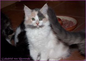 Galadriel von den Norwegischen Waldkatzen von Ruwenda