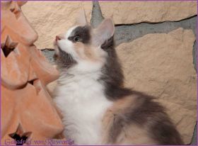 Galadriel von den Norwegischen Waldkatzen von Ruwenda