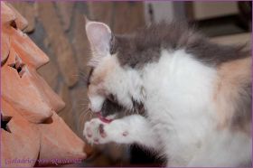 Galadriel von den Norwegischen Waldkatzen von Ruwenda