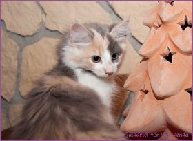 Galadriel von den Norwegischen Waldkatzen von Ruwenda