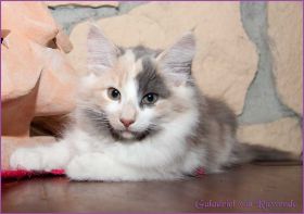 Galadriel von den Norwegischen Waldkatzen von Ruwenda