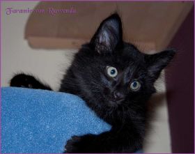 Faramir von den Norwegischen Waldkatzen von Ruwenda