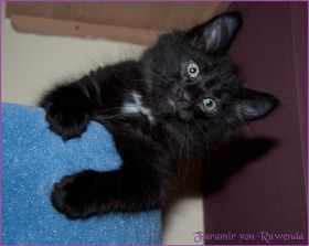 Faramir von den Norwegischen Waldkatzen von Ruwenda