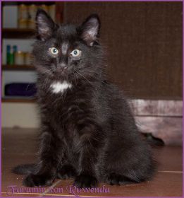 Faramir von den Norwegischen Waldkatzen von Ruwenda