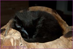 Faramir von den Norwegischen Waldkatzen von Ruwenda