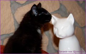 Faramir von den Norwegischen Waldkatzen von Ruwenda