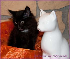 Faramir von den Norwegischen Waldkatzen von Ruwenda