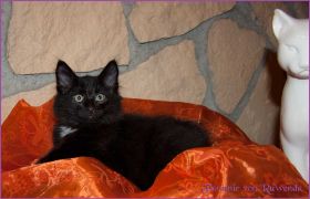 Faramir von den Norwegischen Waldkatzen von Ruwenda