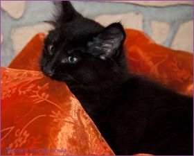 Faramir von den Norwegischen Waldkatzen von Ruwenda