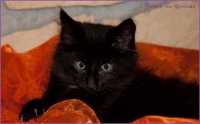 Faramir von den Norwegischen Waldkatzen von Ruwenda