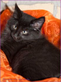 Faramir von den Norwegischen Waldkatzen von Ruwenda