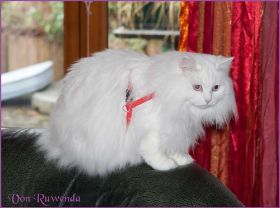 Faramir von den Norwegischen Waldkatzen von Ruwenda im neuen Zuhause